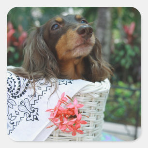 Close-up of a Dachshund dog sitting in a basket Square Sticker