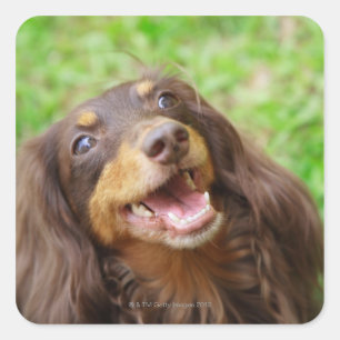 Close-up of a Dachshund dog Square Sticker