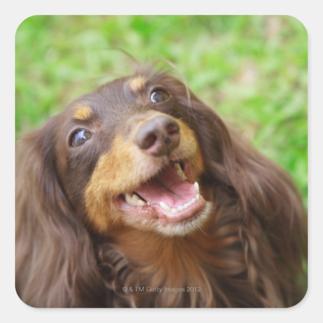 Close-up of a Dachshund dog Square Sticker (Front)