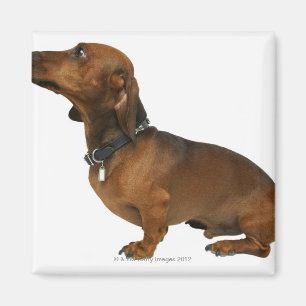 Close up of a dachshund magnet