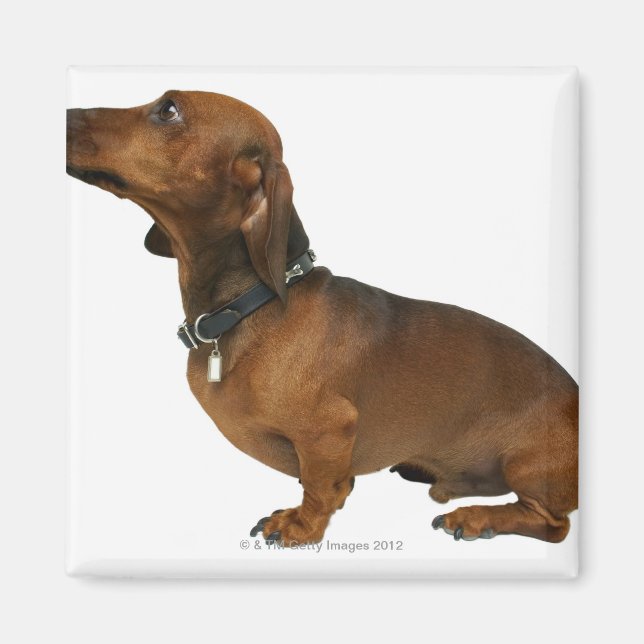 Close up of a dachshund magnet (Front)