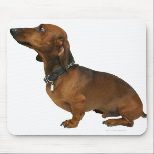 Close up of a dachshund mouse pad