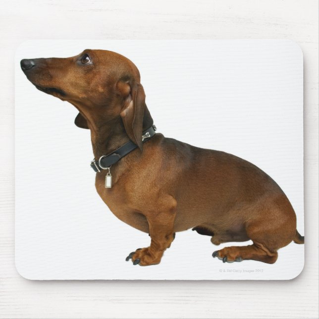 Close up of a dachshund mouse pad (Front)