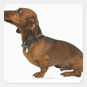 Close up of a dachshund square sticker