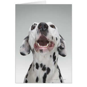 Close up of a Dalmatian dog