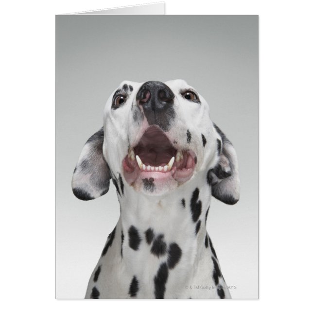 Close up of a Dalmatian dog (Front)