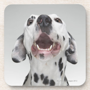 Close up of a Dalmatian dog Coaster