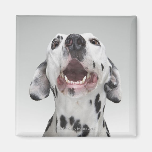 Close up of a Dalmatian dog Magnet (Front)