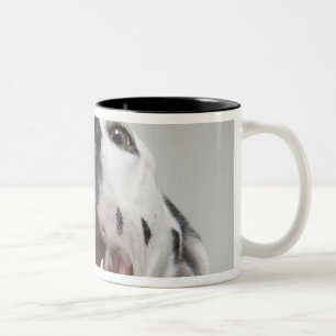 Close up of a Dalmatian dog Two-Tone Coffee Mug