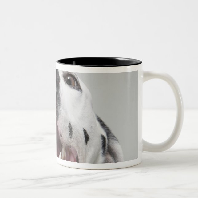 Close up of a Dalmatian dog Two-Tone Coffee Mug (Right)