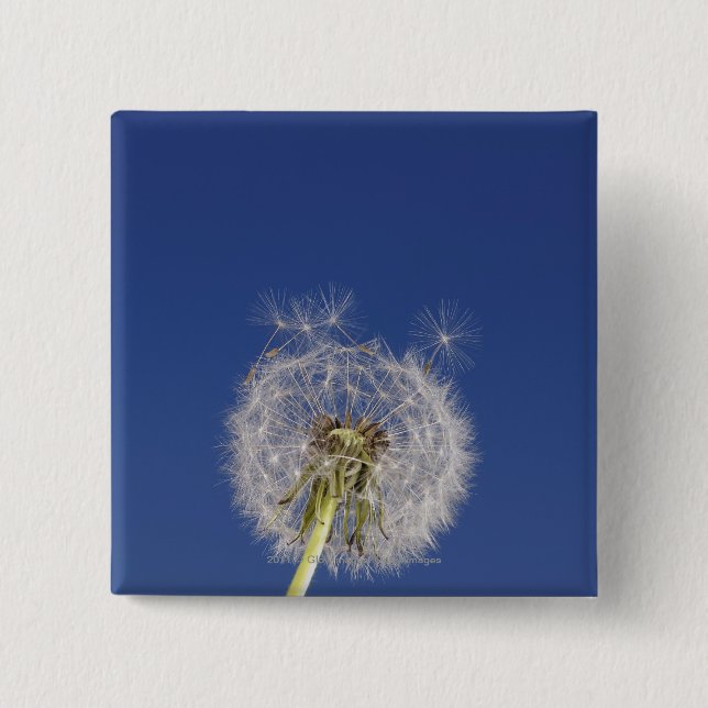 Close-up of a dandelion 15 cm square badge (Front)