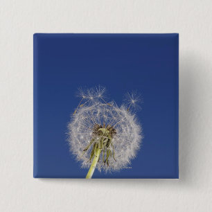 Close-up of a dandelion 15 cm square badge