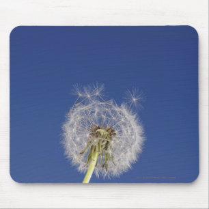 Close-up of a dandelion mouse pad
