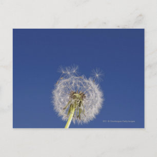 Close-up of a dandelion postcard