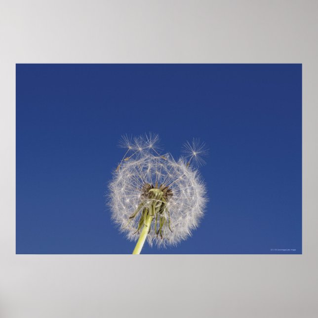 Close-up of a dandelion poster (Front)