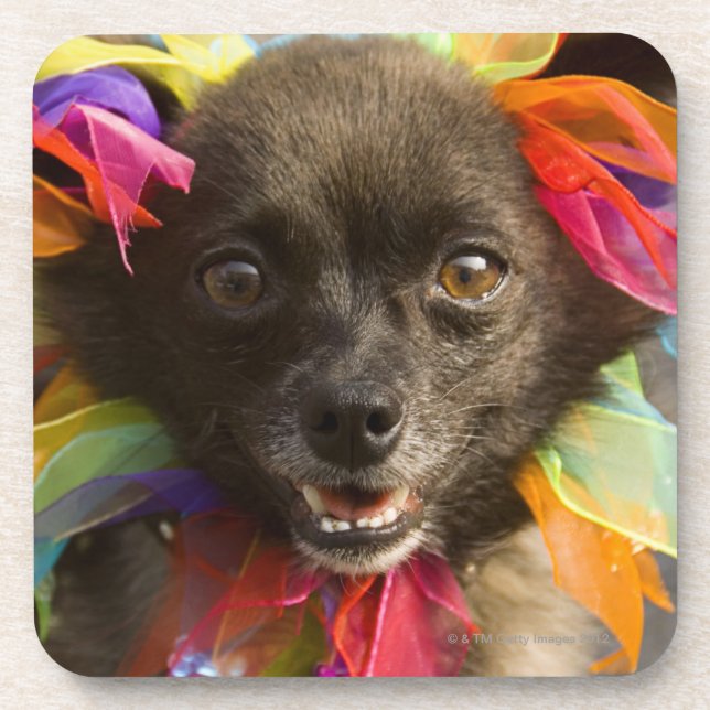 Close-up of a dog 2 coaster (Front)