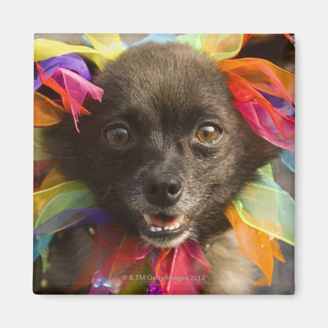 Close-up of a dog 2 magnet (Front)