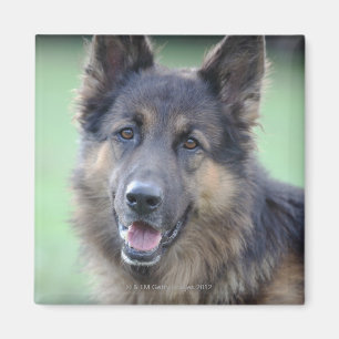 close-up of a dog face magnet