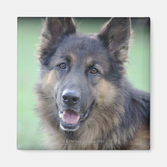 close-up of a dog face magnet (Front)