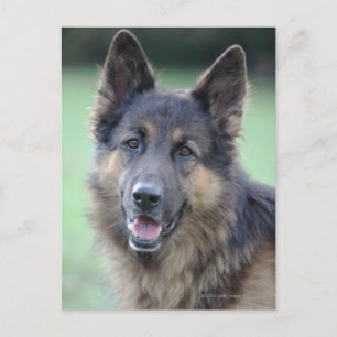 close-up of a dog face postcard