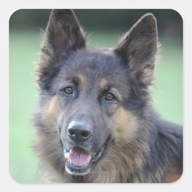 close-up of a dog face square sticker (Front)