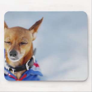 Close-up of a dog mouse pad