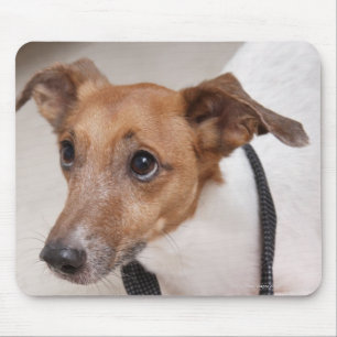 Close-up of a dog putting on a tie mouse pad
