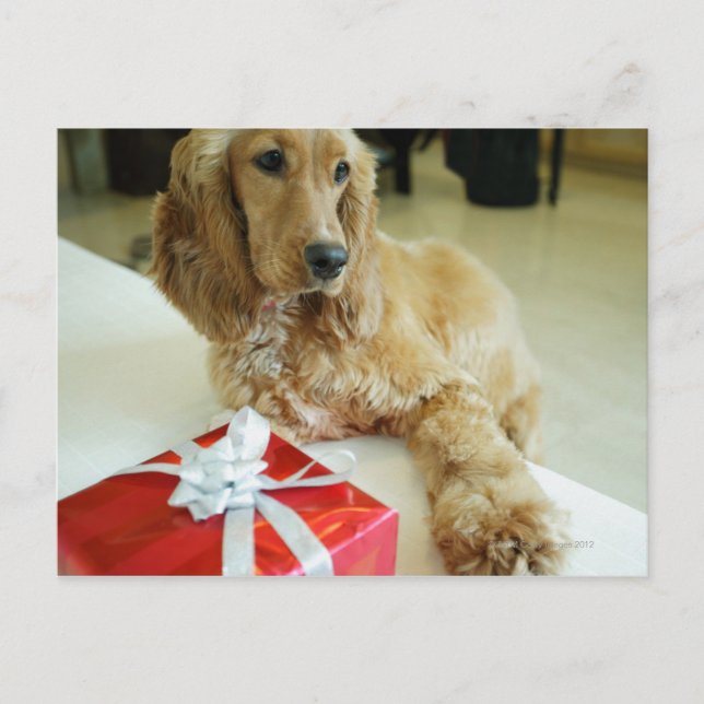 Close-up of a dog with a gift postcard (Front)
