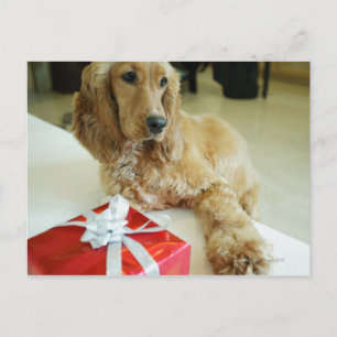 Close-up of a dog with a gift postcard
