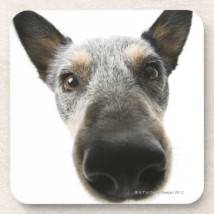 Close-up of a dog's head coaster