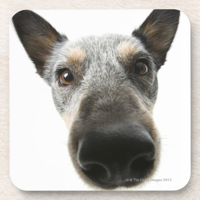 Close-up of a dog's head coaster (Front)