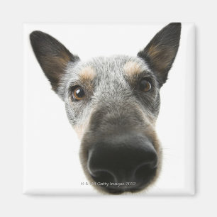 Close-up of a dog's head magnet