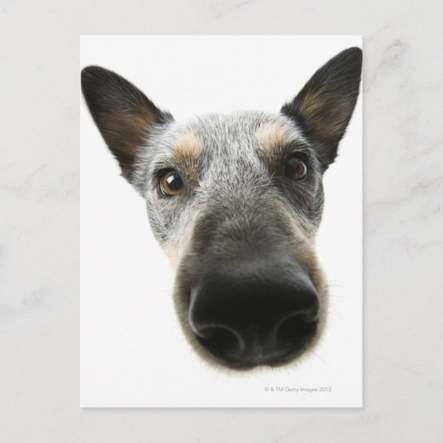 Close-up of a dog's head postcard (Front)