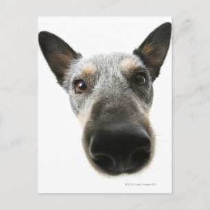 Close-up of a dog's head postcard