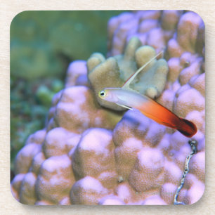 Close up of a fire dart fish, Okinawa, Japan Coaster