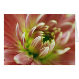 Close-up of a flower
