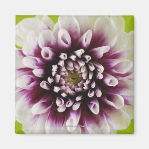 Close-up of a flower 2 magnet