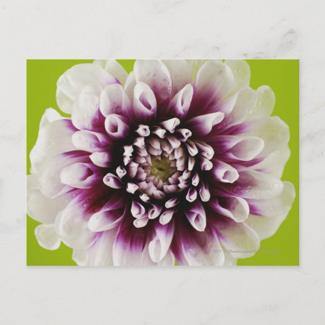Close-up of a flower 2 postcard (Front)