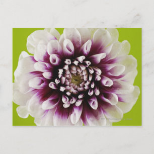 Close-up of a flower 2 postcard