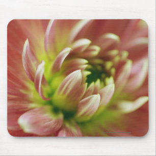 Close-up of a flower mouse pad