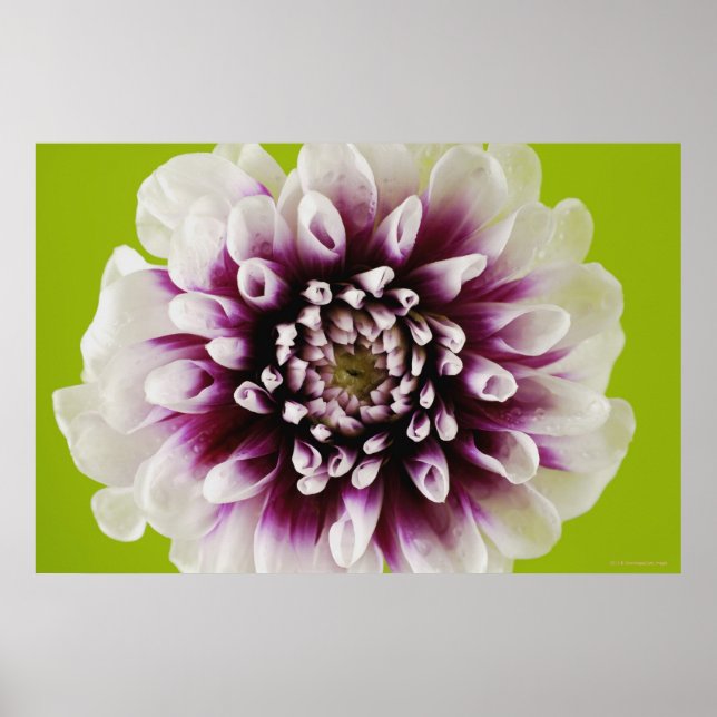 Close-up of a flower poster (Front)