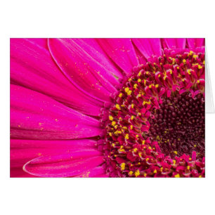 Close-up of a Gerber daisy