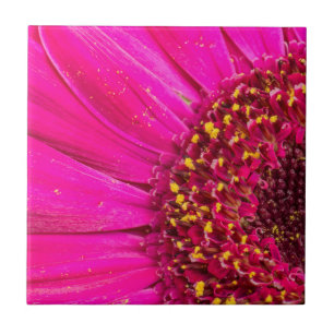 Close-up of a Gerber daisy Ceramic Tile