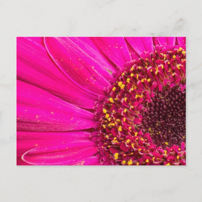 Close-up of a Gerber daisy Postcard (Front)