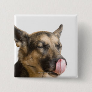 Close-up of a German Shepherd licking its nose 15 Cm Square Badge