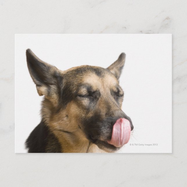 Close-up of a German Shepherd licking its nose Postcard (Front)
