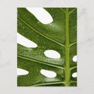 Close up of a green palm leaf with water beaded postcard