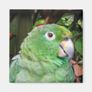 Close Up of a Green Parrot Magnet