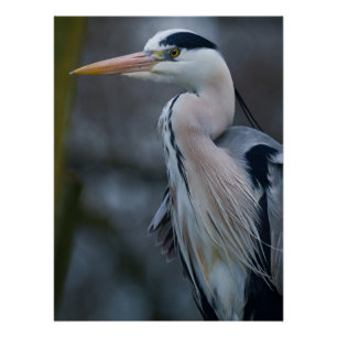 Close-Up of a Grey Heron Poster