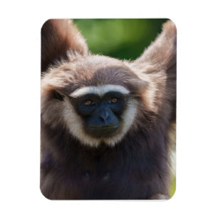 Close-Up of a Hanging Gibbon Magnet
